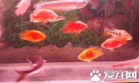 什麼是奇門遁甲 紅招財魚